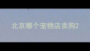 北京哪个宠物店卖狗