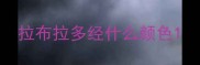 拉布拉多经什么颜色