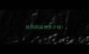给狗狗染色多少钱