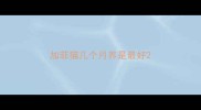 加菲猫几个月养是最好