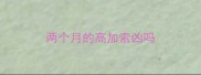 两个月的高加索凶吗