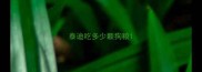 泰迪吃多少颗狗粮