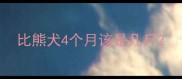 比熊犬4个月该是几斤