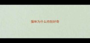 猫咪为什么特别好奇