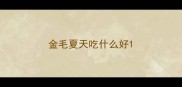 金毛夏天吃什么好