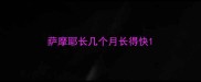 萨摩耶长几个月长得快