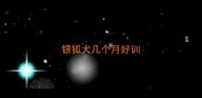 银狐犬几个月好训
