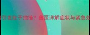 狗狗犬瘟引发肚子抽搐兽医详解症状与紧急处理指南