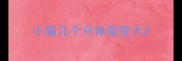 小猫几个月体型变大