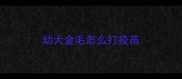 幼犬金毛怎么打疫苗