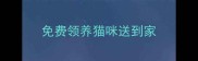 免费领养猫咪送到家