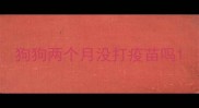 狗狗两个月没打疫苗吗