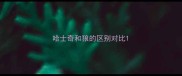 哈士奇和狼的区别对比