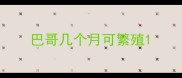 巴哥几个月可繁殖