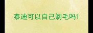 泰迪可以自己剃毛吗