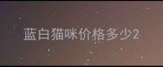 蓝白猫咪价格多少