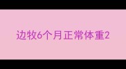 边牧6个月正常体重
