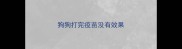 狗狗打完疫苗没有效果