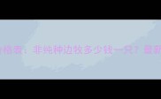边牧价格表非纯种边牧多少钱一只最新行情
