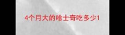 4个月大的哈士奇吃多少