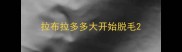 拉布拉多多大开始脱毛
