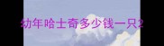 幼年哈士奇多少钱一只