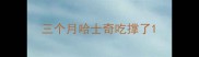 三个月哈士奇吃撑了