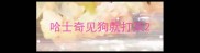 哈士奇见狗就打架