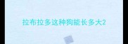 拉布拉多这种狗能长多大