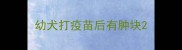 幼犬打疫苗后有肿块
