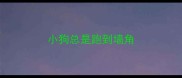 小狗总是跑到墙角