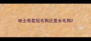 哈士奇是短毛狗还是长毛狗
