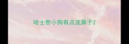 哈士奇小狗有点流鼻子