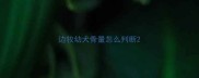 边牧幼犬骨量怎么判断