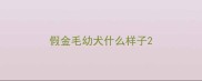 假金毛幼犬什么样子