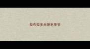 拉布拉多犬掉毛季节