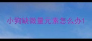 小狗缺微量元素怎么办
