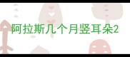 阿拉斯几个月竖耳朵