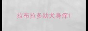 拉布拉多幼犬身痒