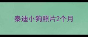 泰迪小狗照片2个月