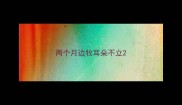 两个月边牧耳朵不立