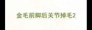 金毛前脚后关节掉毛