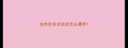 拉布拉多犬幼犬怎么喂养