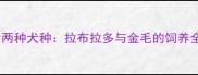 中国家庭最受欢迎的两种犬种拉布拉多与金毛的饲养全攻略最新数据