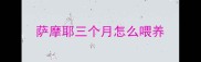 萨摩耶三个月怎么喂养