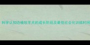 边牧幼犬饲养指南科学认知边境牧羊犬的成长阶段及最佳社会化训练时间附年龄对照表