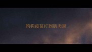 狗狗疫苗打到肌肉里