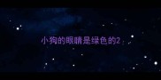 小狗的眼睛是绿色的