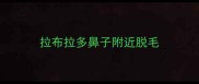 拉布拉多鼻子附近脱毛