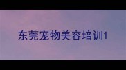 东莞宠物美容培训